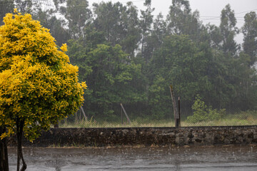 Chuva torrencial 