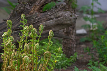 Young green spiral fern shoots (Polypodiophyta) on a blurred background of an old wooden stump. Spring season. Gardening. Focus is selective. Copyspace