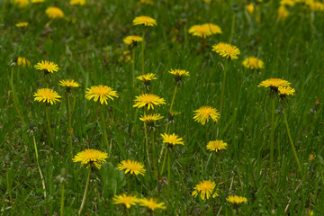 A weed dandelion on the home lawn. A landscaping. Selective focus.