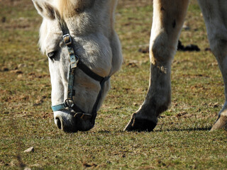 przedwiosnie 2020 konie na pastwisku w miejscowosci jurowce na podlasiu w polsce © Jacek Sakowicz