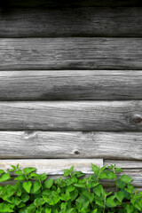 Green nettle plant on the background of an old gray log tree