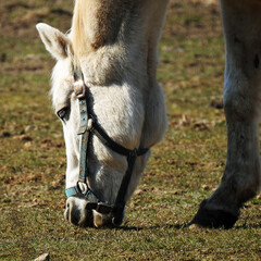 przedwiosnie 2020 konie na pastwisku w miejscowosci jurowce na podlasiu w polsce © Jacek Sakowicz