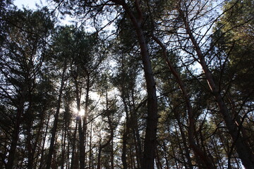 Fototapeta premium trees and sky