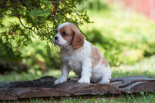 10,097 BEST Cavalier King Charles Spaniel Puppy IMAGES, STOCK PHOTOS &  VECTORS | Adobe Stock