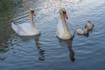 Paris, France - 05 31 2020: Villette Canal district. Family white swans from the Ourcq canal