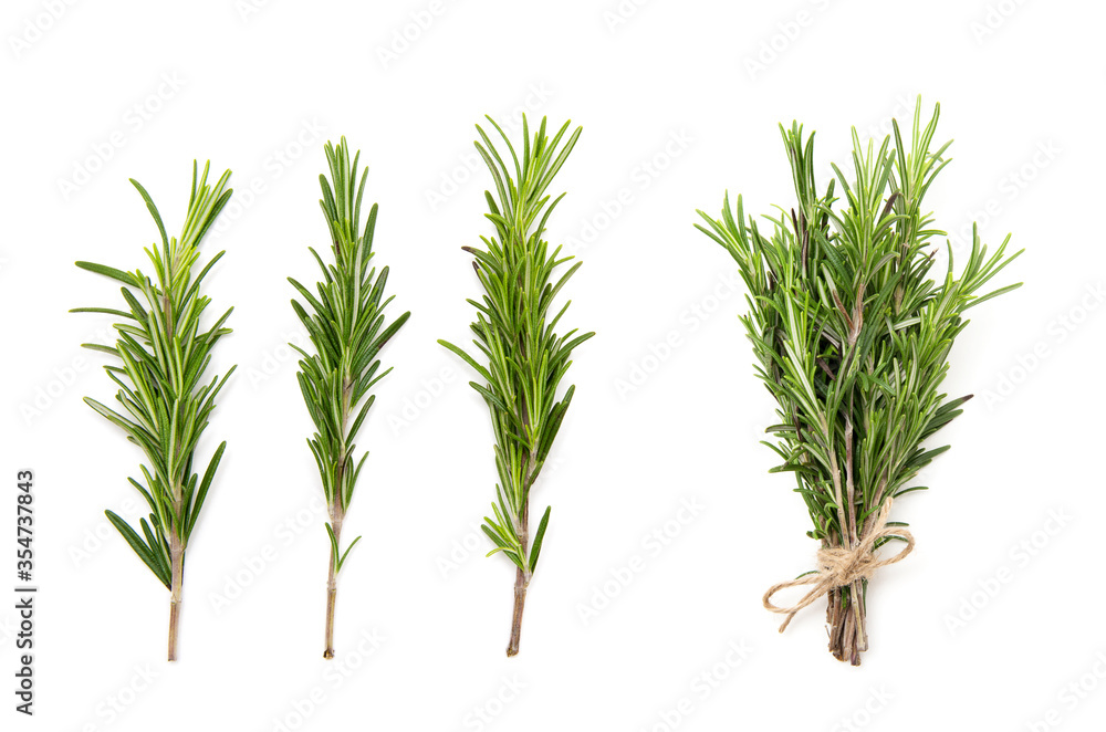 Wall mural set of fresh rosemary on a white background