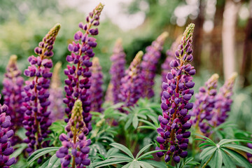Obraz premium Beautiful purple lupine flower closeup with water drops and blurry background, side view