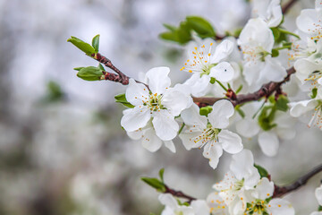Branch of a blossoming tree with beautiful white flowers