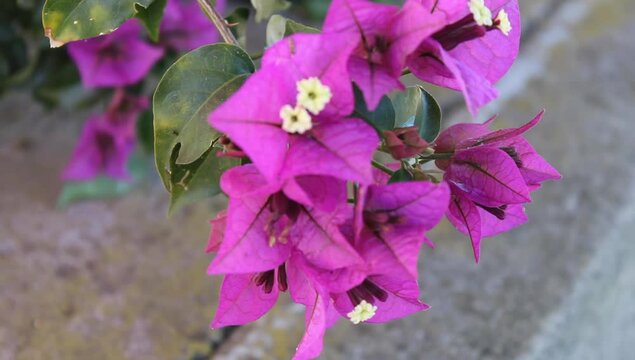 Una peque&ntilde;a flores moradas 