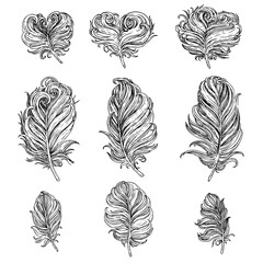 Graphic drawing romantic bird feathers of different forms isolated on a white background