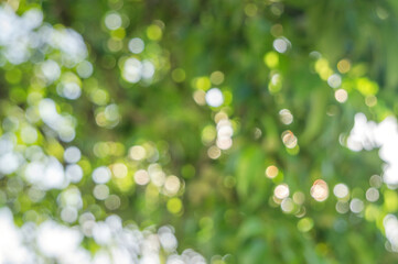 Green foliage and sun glare. Blurred background with bokeh pattern