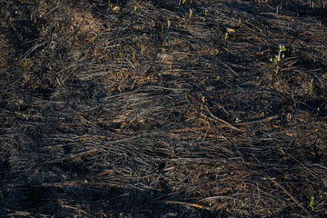 Fototapeta na wymiar The scorched earth and the young shoots of grass