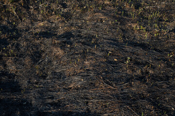 Fototapeta na wymiar The scorched earth and the young shoots of grass