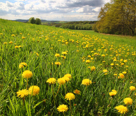 Spring landscape in sunny day. Rural countryside.