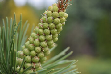 Fototapeta premium Close up view of the coniferous shoot. There is a place to enter any text.