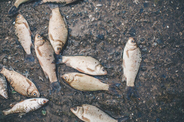fish on ice