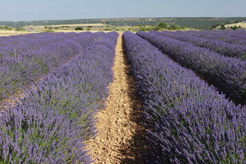 Fototapeta na wymiar Beautiful Lavender field in Brihuega (Guadalajara)