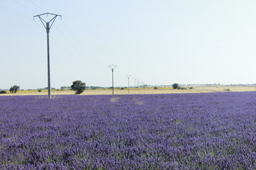 Fototapeta na wymiar Beautiful Lavender field in Brihuega (Guadalajara)