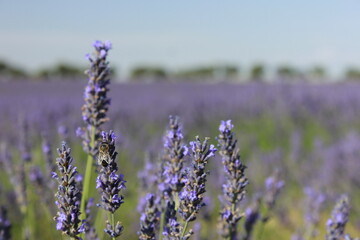 Obraz premium Beautiful Lavender field in Brihuega (Guadalajara)