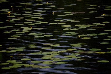 water Lillies on pond