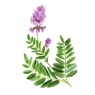 Astragalus with flowers and leaves, medical tea herb