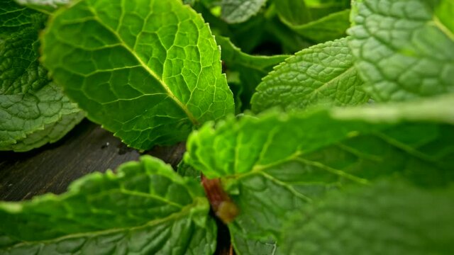 Mint foliage on wooden table for preparing tea. Camera moving backwards showing fragrant green plant. Macro close-up slider shot, 4K