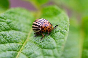 Colorado potato beetle eats potato leaves. Colorado potato beetle. Potato bug on green sheet