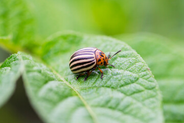 Colorado potato beetle eats potato leaves. Colorado potato beetle. Potato bug on green sheet