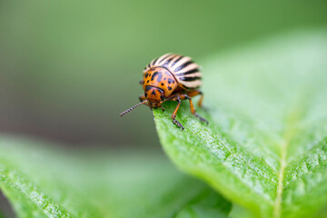 Colorado potato beetle eats potato leaves. Colorado potato beetle. Potato bug on green sheet