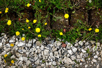 Dandelions on the pavement with stones and ground