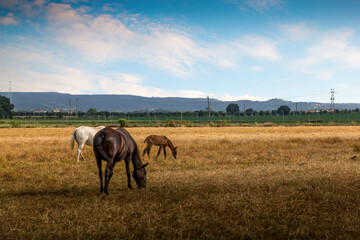 Horses herd on the prairie with golden straw pastures