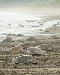 An arribada of Olive Ridley turtles.