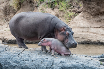 A mother hippo and her infant.