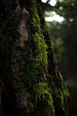 Tree Bark Moss