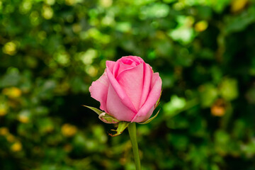 Beautiful rose on a blurry background. Pink rose on a bush