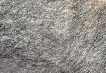 Closeup shot of the fluffy dog fur