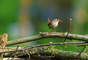 Attentive wren with feed for his chicks