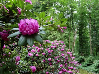 Rhododendron pink flowers