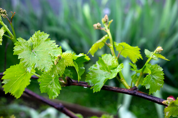 Fototapeta premium Grape vine in spring. Young green vine leaves in the garden. Winemaking background