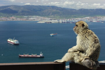 Views from Gibraltar (Great Britain). Monkeys.