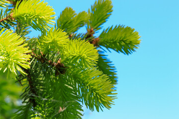 Fototapeta premium spruce, delicate green color, blue background
