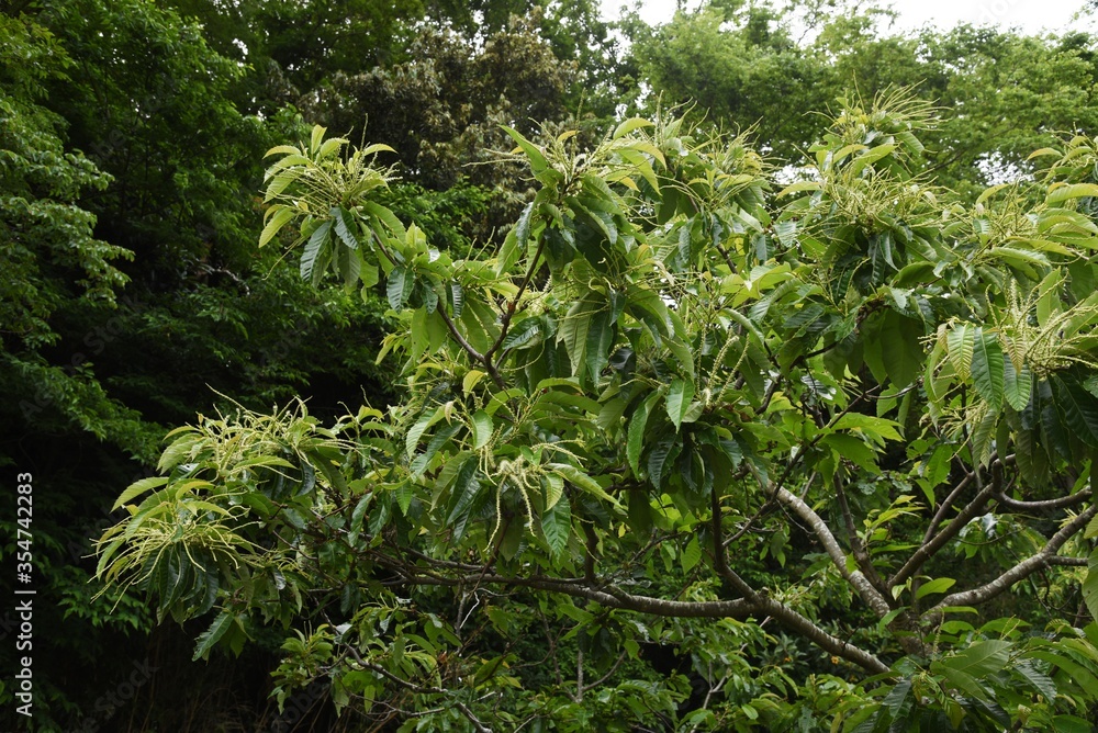 Wall mural Japanese chestnut blossoms / Fagaceae deciduous fruit tree