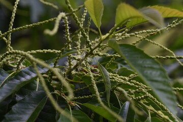Japanese chestnut blossoms / Fagaceae deciduous fruit tree