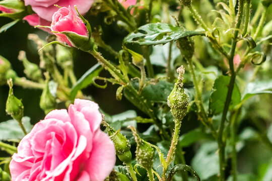 beautiful garden decorative rose, attacked by a pest. Aphid parasite destroys a flower. gardening. summer. homework