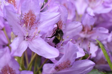 close up of a purple flower with bee05
