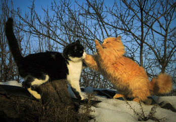 two cats fight on the street in winter on a Sunny day