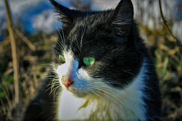portrait of a beautiful black and white cat with green eyes