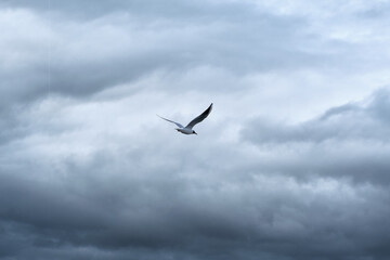 Fototapeta premium A seagull flies on a background of grey rainy clouds. Dramatic photography of the skies and nature. Picture for the wallpapers. 
