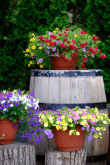 Red pot with pretty colorful flowers, outside in the garden. Flower decoration standing on the barrel against the green  thuja background