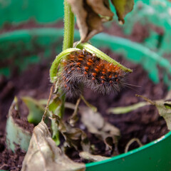 close up on a caterpillar eating a plant  inside a vase